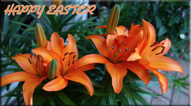 Happy Easter lilies