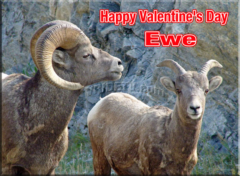 Big horn sheep valentine's day joke