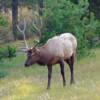 An elk in Jasper National Park, Alberta, Canada.
VRIDETV.com is VIRTUAL RIDING TELEVISION