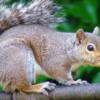 The Western Gray Squirrel (Sciurus griseus) Weights  vary from about 400 g to nearly 1 kg, and length (including tail) from 45 to 60 cm.