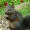 Western Gray Squirrels feed mainly on seeds and nuts, particularly pine seeds and acorns, though they will also take berries, fungus and insects. However with well stocked birdfeeder theses squirrels enjoy sunflower seeds, peanuts, black oil seeds, as well as song bird mixed feed.
