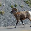 Big horn sheep at Medicine Lake in Jasper National Park, Canada.
VRIDETV.com is VIRTUAL RIDING TV
