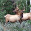 These Elk were ratteling eachother antlers during rut season in Kanaskis Country Alberta Canada. 
Watch the video by clicking the HD video tab at the top of the page.