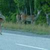 A family of Deer minutes away from the entrance to the Lodge at Kananaskis, Alberta Canada. 