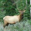 An Elk minutes away from the entrance to the Delta Lodge at Kananaskis, Alberta Canada. vridetv.com Virtual Riding TV