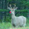 Rudolph the red nosed reindeer? 

Photo taken on the Kananaskis Trail in Alberta, Canada.

VRIDETV.com