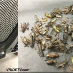 That's how many grasshoppers I pulled out of the radiator shroud after today's ride!