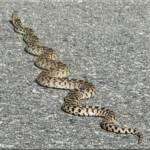 There are seven common species of snakes in the South Okanagan: Northern Pacific rattlesnake, Desert night snake, Great Basin gopher snake, Yellow-Bellied racer, Rubber Boa, Western terrestrial garter snake and the common garter snake.

I spotted this large snake (approximately 5 1/2 feet long) 