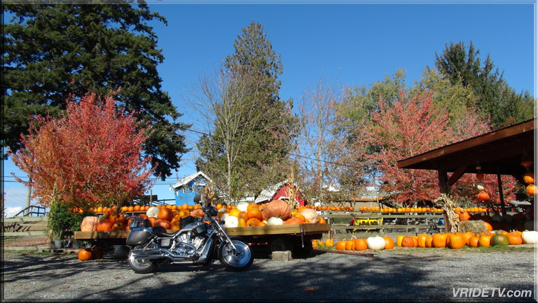 motorcycle pumpkins fall colours